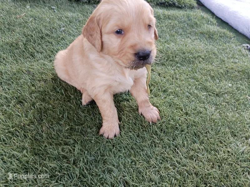 Maverick – Golden Retriever puppy for sale in Crystal, MN