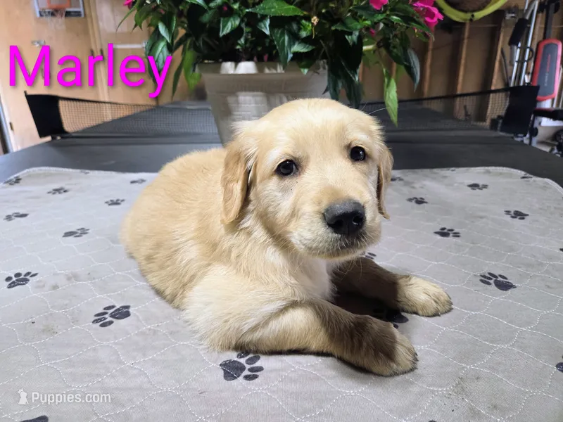 Marley – Golden Retriever puppy for sale in Crystal, MN