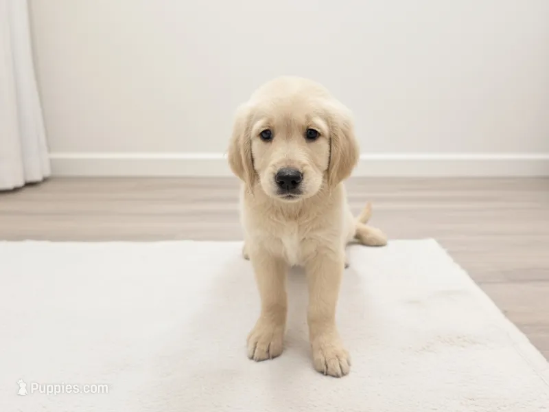 Buddy – Golden Retriever puppy for sale in Crystal, MN