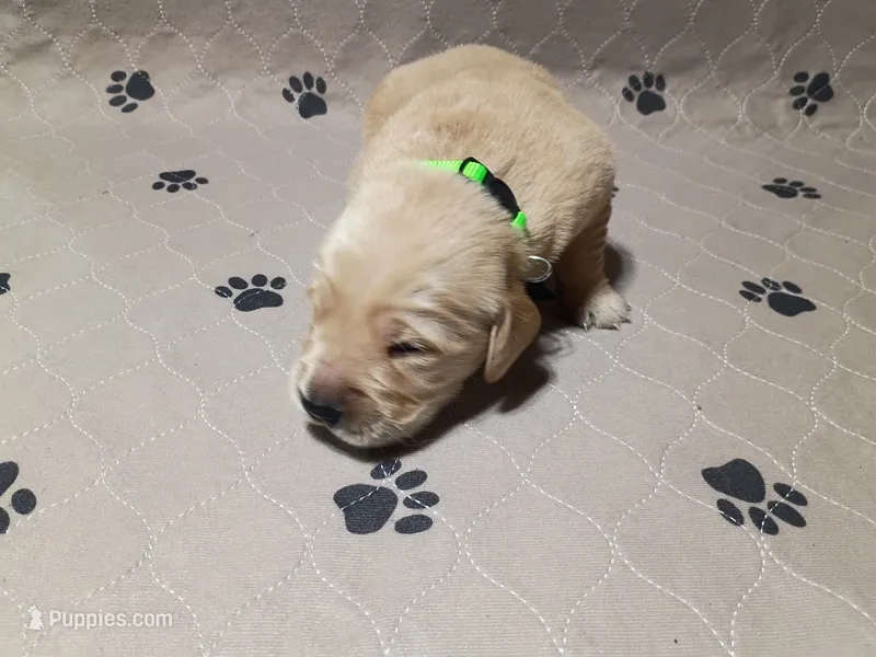 Charlie – Golden Retriever puppy for sale in Crystal, MN