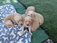 Darla, a female Golden Retriever for sale in Crystal, MN – 4 of 5