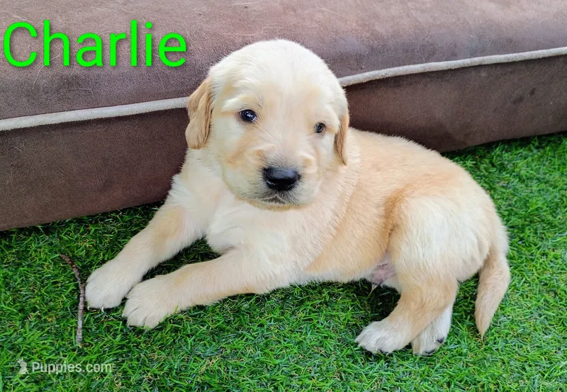 Charlie – Golden Retriever puppy for sale in Crystal, MN
