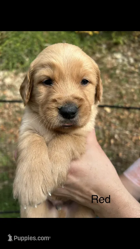 AKC Registered Golden Retriever Puppy Red Collar – Golden Retriever puppy for sale in Morehead, KY