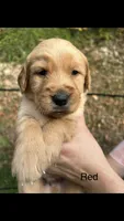 AKC Registered Golden Retriever Puppy Red Collar, a male Golden Retriever for sale in Morehead, KY – 1 of 1