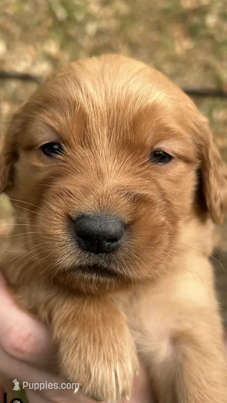AKC Female Golden Retriever puppy purple collar – Golden Retriever puppy for sale in Morehead, KY