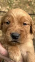 AKC Female Golden Retriever puppy purple collar, a female Golden Retriever for sale in Morehead, KY – 1 of 1
