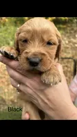 AKC Black Collar Male Golden Retriever Puppy, a male Golden Retriever for sale in Morehead, KY – 1 of 1