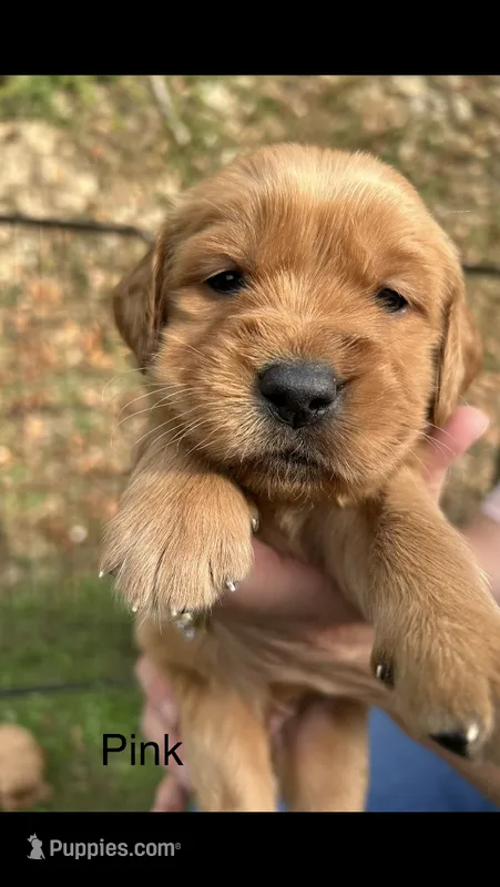 AKC Golden Retriever Puppy pink collar – Golden Retriever puppy for sale in Morehead, KY