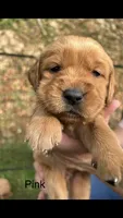 AKC Golden Retriever Puppy pink collar, a female Golden Retriever for sale in Morehead, KY – 1 of 1