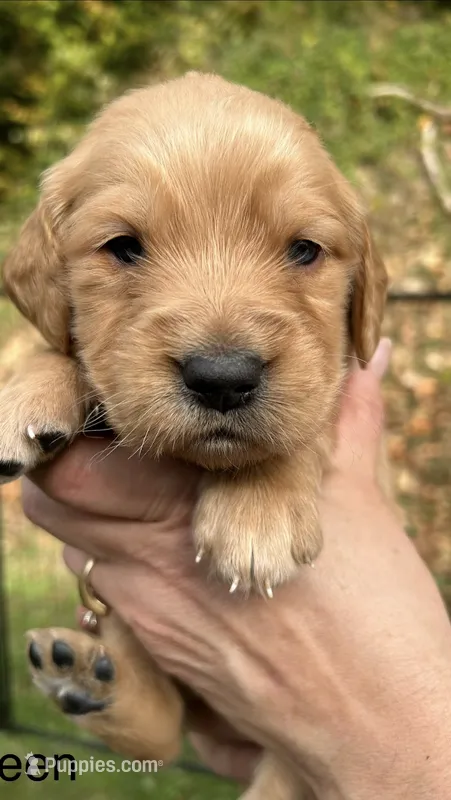 AKC Golden Retriever Male Puppy Green Collar – Golden Retriever puppy for sale in Morehead, KY