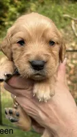 AKC Golden Retriever Male Puppy Green Collar, a male Golden Retriever for sale in Morehead, KY – 1 of 1