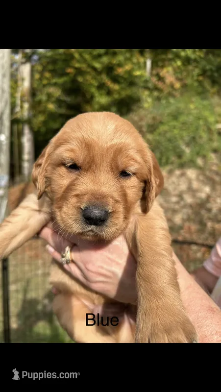 AKC Golden Retriever Puppy Blue Collar – Golden Retriever puppy for sale in Morehead, KY