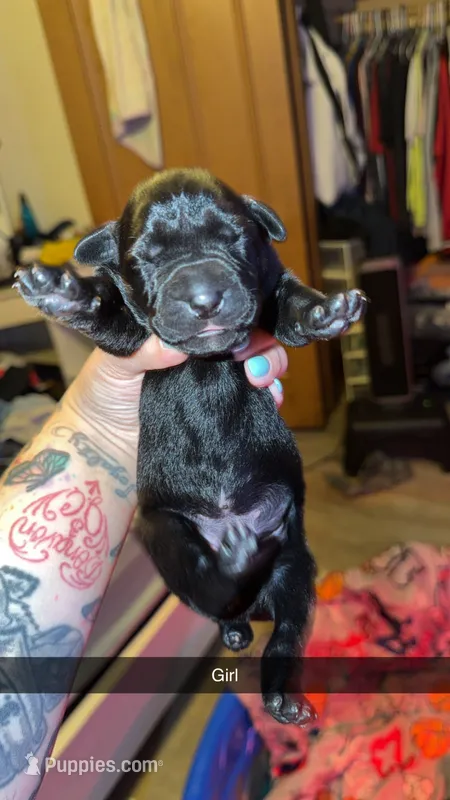 No name  – Cane Corso puppy for sale in Muscatine, IA