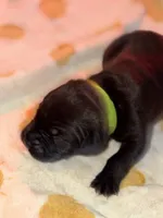 Green , a male Cane Corso for sale in Muscatine, IA – 3 of 4