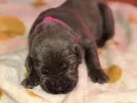 Bright pink , a female Cane Corso for sale in Muscatine, IA – 2 of 3
