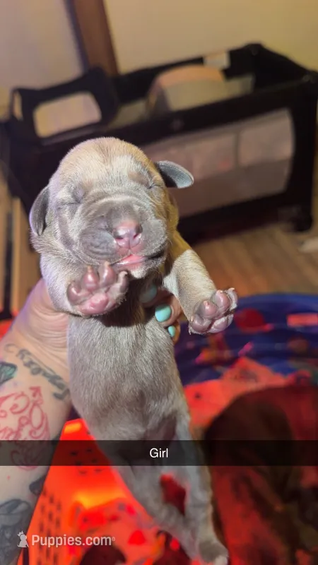 No name 4 – Cane Corso puppy for sale in Muscatine, IA