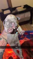 No name 4, a female Cane Corso for sale in Muscatine, IA – 1 of 1