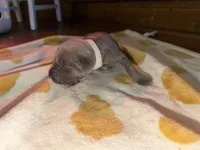 White puppy , a female Cane Corso for sale in Muscatine, IA – 2 of 3