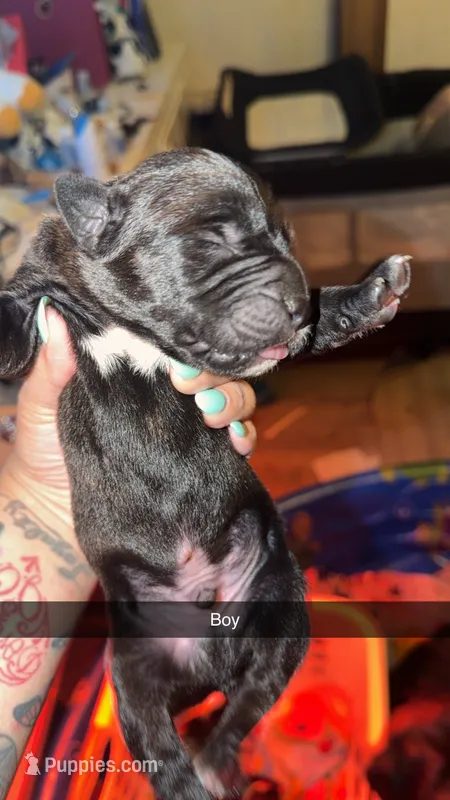 No name  – Cane Corso puppy for sale in Muscatine, IA