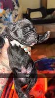 No name , a male Cane Corso for sale in Muscatine, IA – 1 of 1