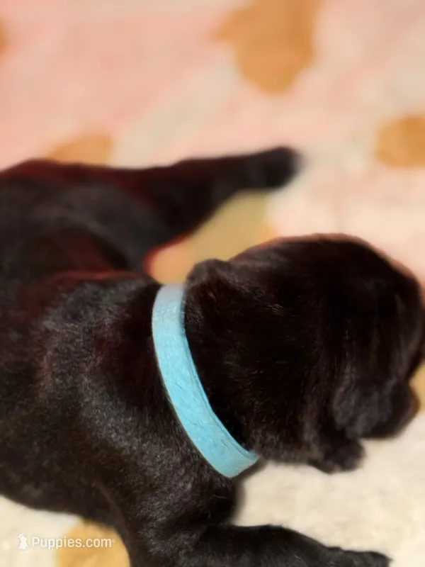 Light blue – Cane Corso puppy for sale in Muscatine, IA