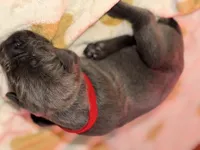 Red , a female Cane Corso for sale in Muscatine, IA – 3 of 3