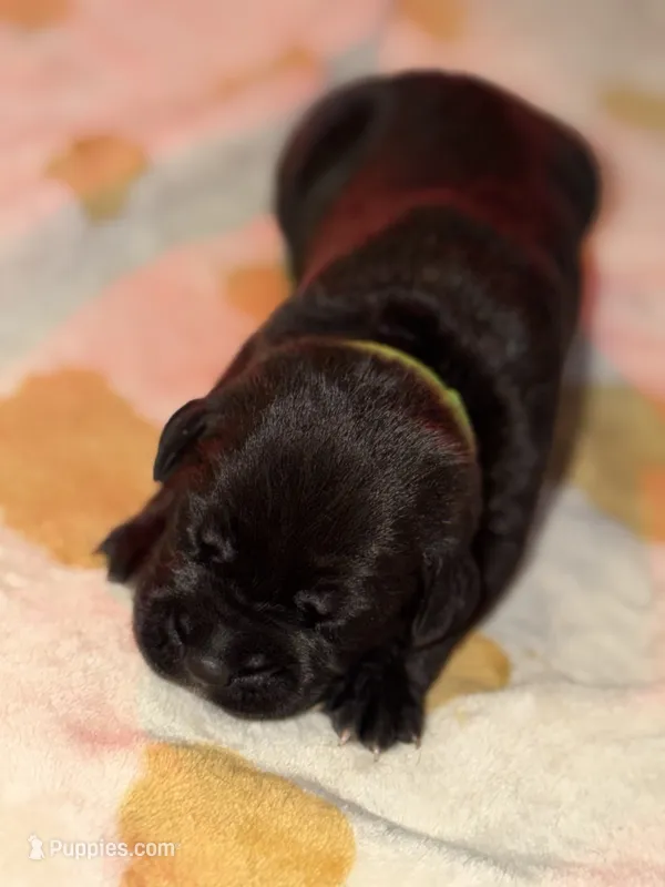 Black  – Cane Corso puppy for sale in Muscatine, IA