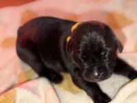 Yellow, a female Cane Corso for sale in Muscatine, IA – 2 of 2