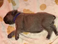 Purple , a female Cane Corso for sale in Muscatine, IA – 2 of 4