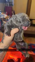 No name 2, a female Cane Corso for sale in Muscatine, IA – 1 of 1