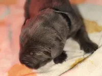 Black , a female Cane Corso for sale in Muscatine, IA – 2 of 6