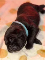 Light blue, a male Cane Corso for sale in Muscatine, IA – 3 of 3