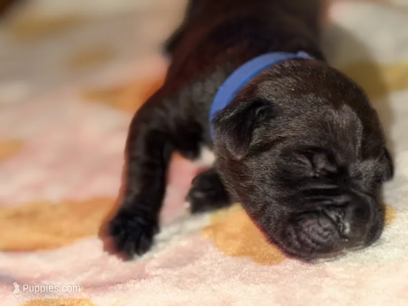 Dark blue  – Cane Corso puppy for sale in Muscatine, IA