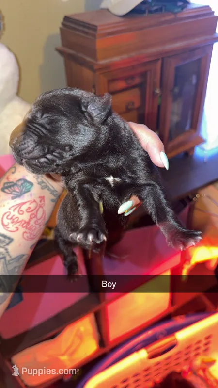 No name  – Cane Corso puppy for sale in Muscatine, IA