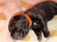 Orange , a female Cane Corso for sale in Muscatine, IA – 1 of 2