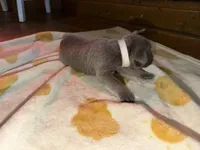 White puppy , a female Cane Corso for sale in Muscatine, IA – 1 of 3