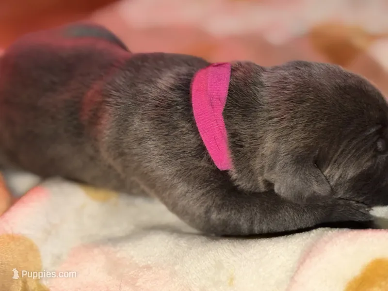 Bright pink  – Cane Corso puppy for sale in Muscatine, IA