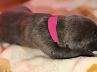 Bright pink , a female Cane Corso for sale in Muscatine, IA – 1 of 3