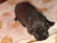 Black , a female Cane Corso for sale in Muscatine, IA – 4 of 6