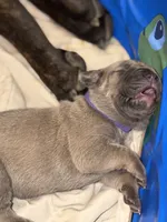 Purple , a female Cane Corso for sale in Muscatine, IA – 4 of 4