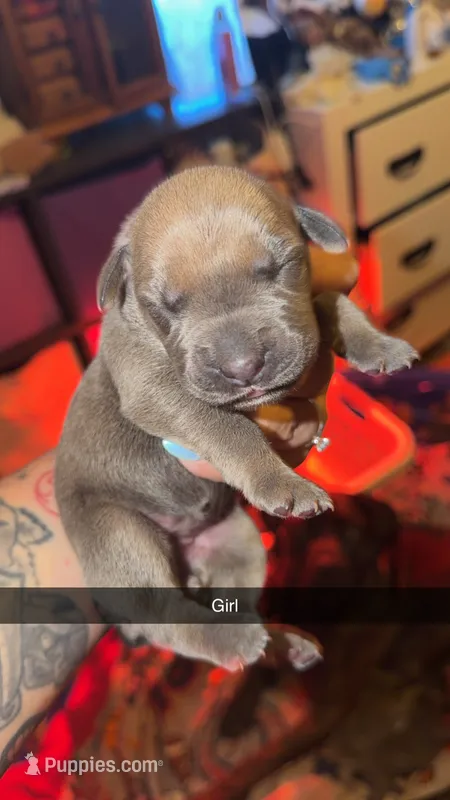 No name  – Cane Corso puppy for sale in Muscatine, IA