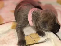 Light pink , a female Cane Corso for sale in Muscatine, IA – 1 of 4