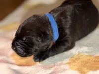 Dark blue , a male Cane Corso for sale in Muscatine, IA – 3 of 4