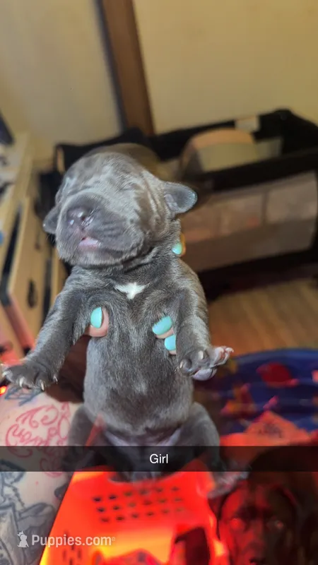 No name 1 – Cane Corso puppy for sale in Muscatine, IA