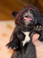 Dark blue , a male Cane Corso for sale in Muscatine, IA – 4 of 4