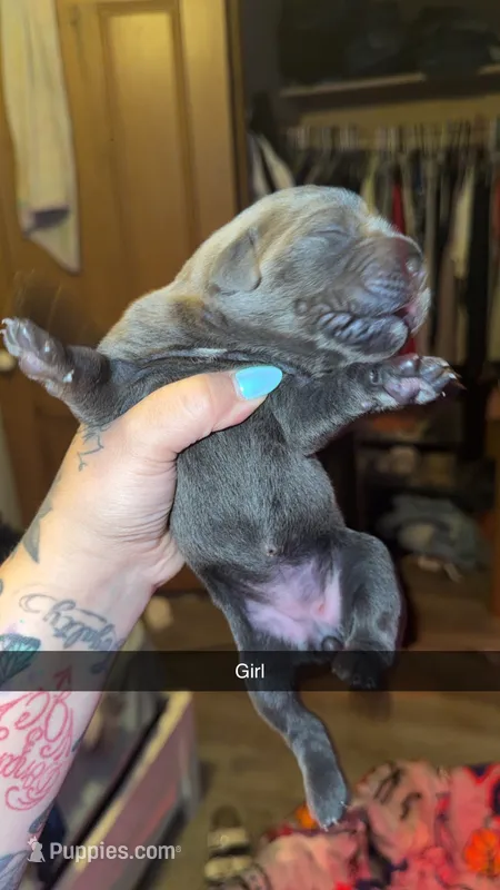 No name 3 – Cane Corso puppy for sale in Muscatine, IA