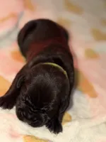 Green , a male Cane Corso for sale in Muscatine, IA – 2 of 4