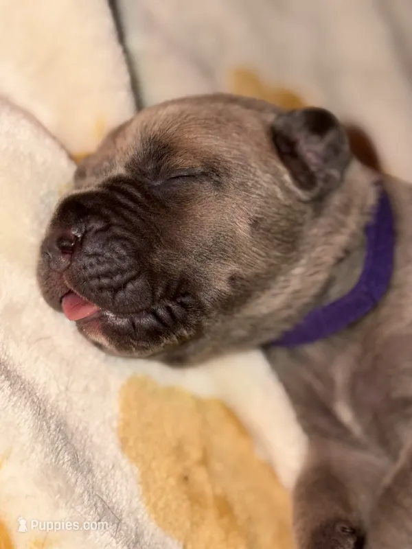 Purple  – Cane Corso puppy for sale in Muscatine, IA