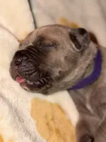 Purple , a female Cane Corso for sale in Muscatine, IA – 1 of 4