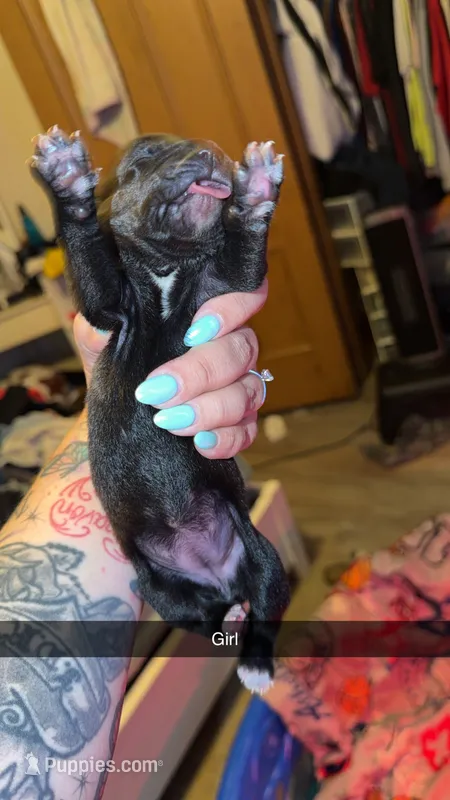 No name  – Cane Corso puppy for sale in Muscatine, IA
